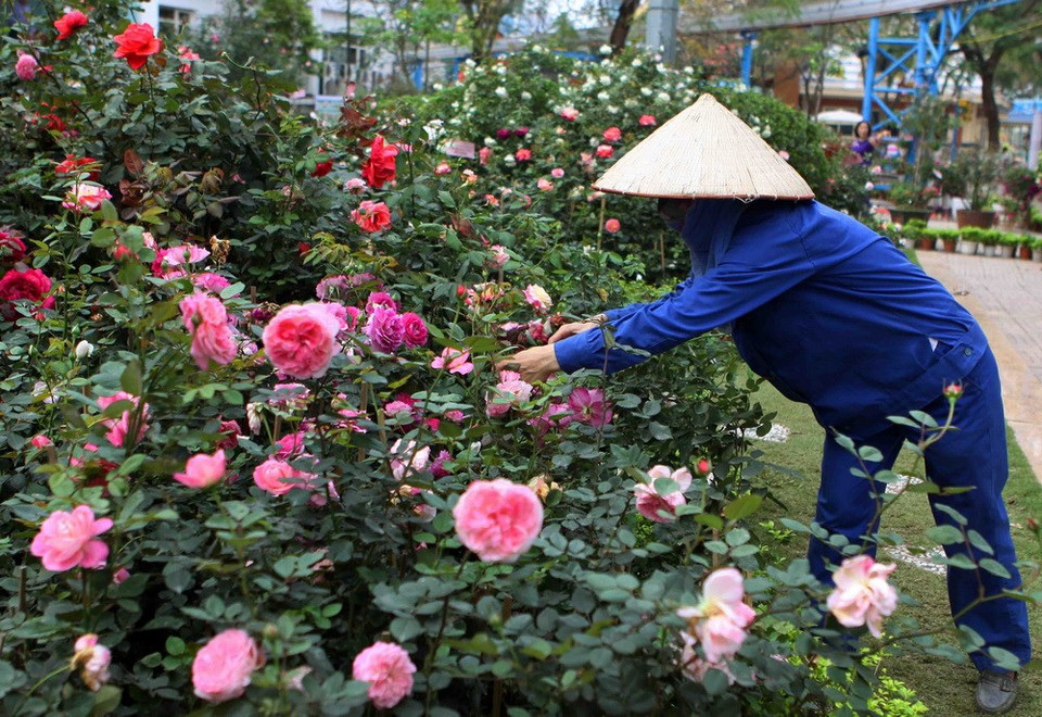 Actividades preparativas ante el Festival de la rosa de Bulgaria (Fuente: VNA)