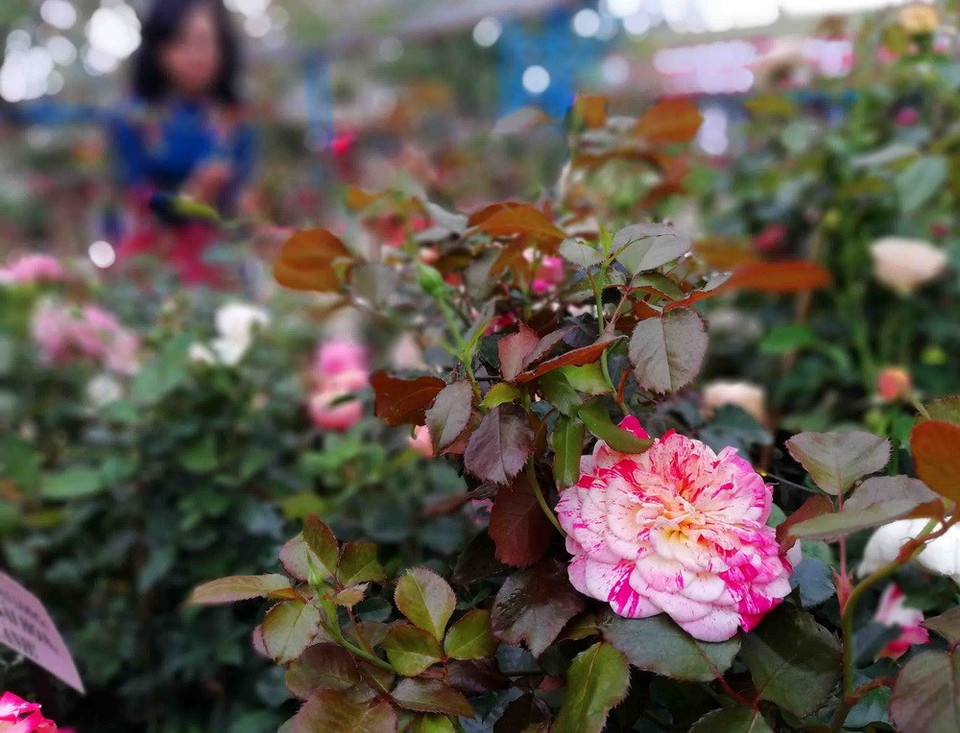 Diversas especies de rosa embellecen al parque acuático de Ho Tay (Lago Oeste), donde se desarrolla el Festival (Fuente: VNA)