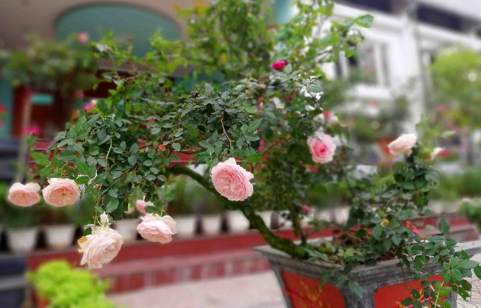 Sobresale belleza de Bonsai de rosa en el Festival (Fuente: VNA) 