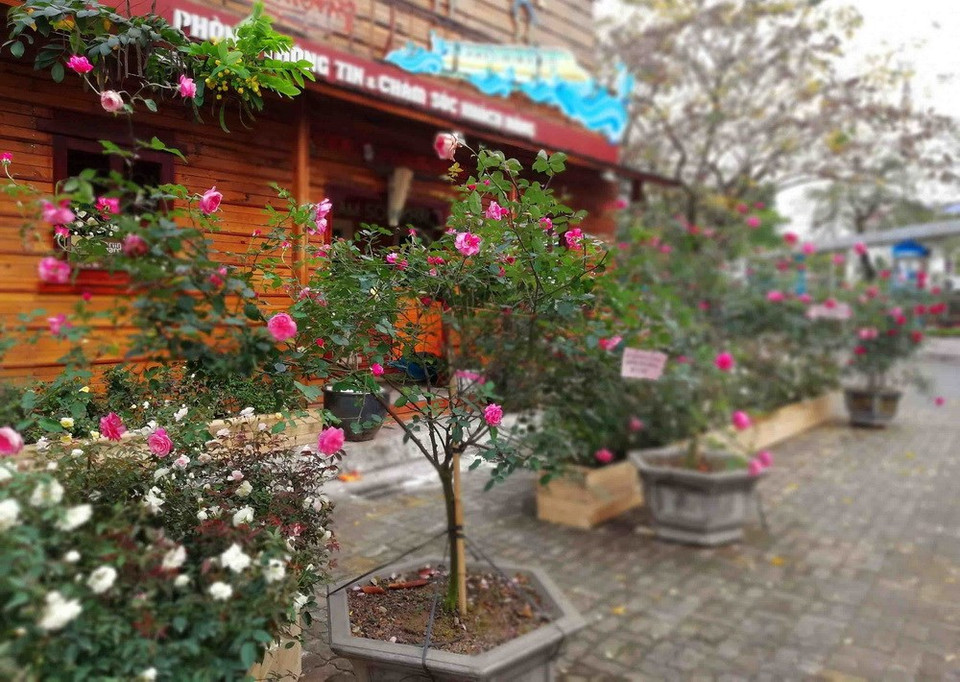 Diversas especies de rosa embellecen al parque acuático de Ho Tay (Lago Oeste), donde se desarrolla el Festival (Fuente: VNA)