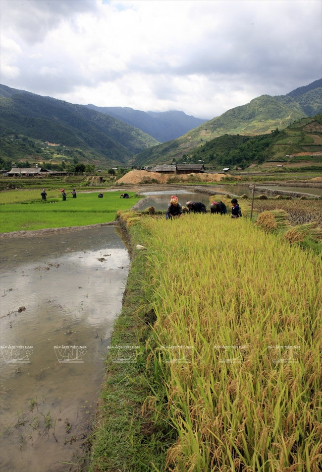 Tranquilos momentos de reposo (Fuente: VNA)