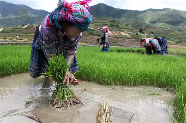 Los Mong preparan la nueva sembra. (Fuente: VNA)