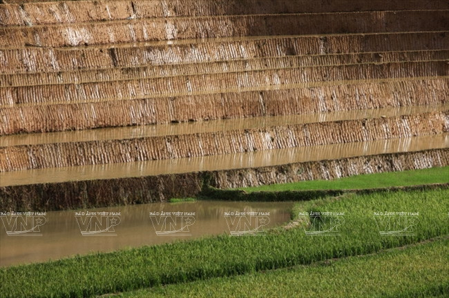 El agua toca el terreno por abajo antes de filtrarse en los pedalños por debajo. Este mecanismo es más adecuado para las zonas montañosas, donde escasea el líquido. (Fuente: VNA)