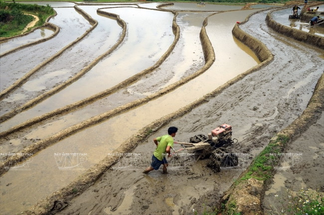 En los últimos tiempos los cultivadores vienen mecaninizando la producción. (Fuente: VNA)