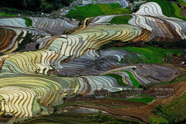 El sol del verano resplandece en el valle Cao Pha del distrito Mu Cang Chai. En Yen Bai hay casi dos mil 200 hectáreas de terrazas, que ostentan el título de patrimonio nacional declarado en 2007. (Fuente: VNA)