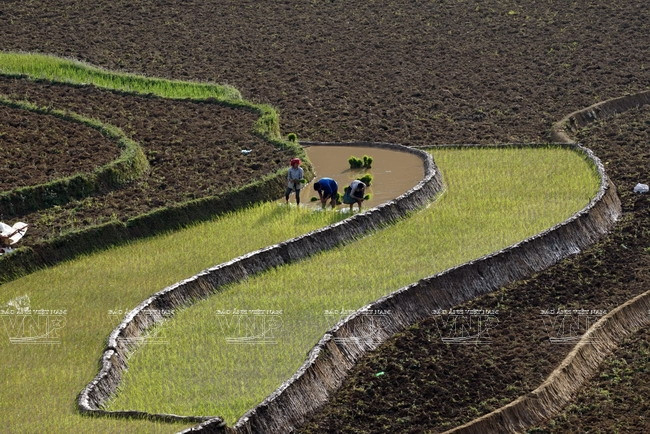 Cuando los campos almacenan suficiente agua, los agricultores comienzan la siembra. (Fuente: VNA)