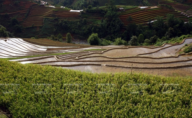 Una mixtura de colores: el verde de los bancales recién sembrados, el amarillo de los campos que están a puntos de cosecha e incluso los colores en ropas de las mujeres Mong (Fuente: VNA)