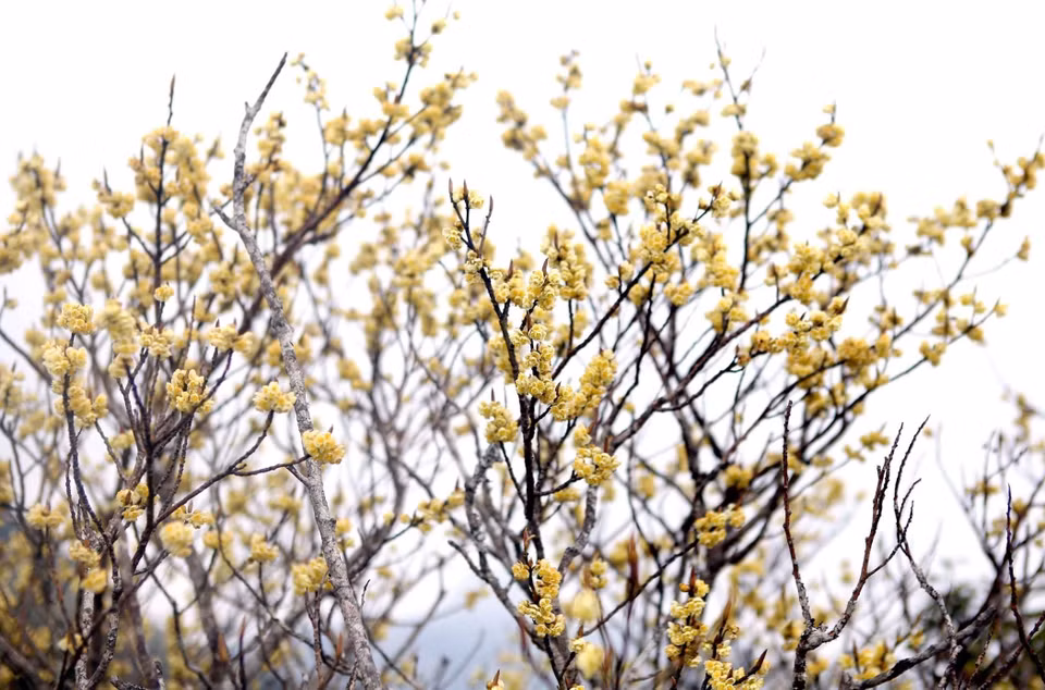 La cordillera de Bach Moc Luong Tu también tiene azaleas amarillas que a menudo crecen a una altitud de tres mil metros (Fuente: VNA)