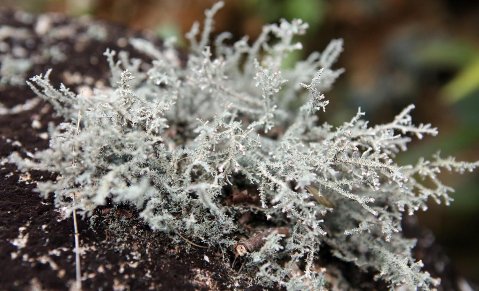 La vegetación que vive en la roca tiene colores extremadamente extraños y hermosos (Fuente: VNA)