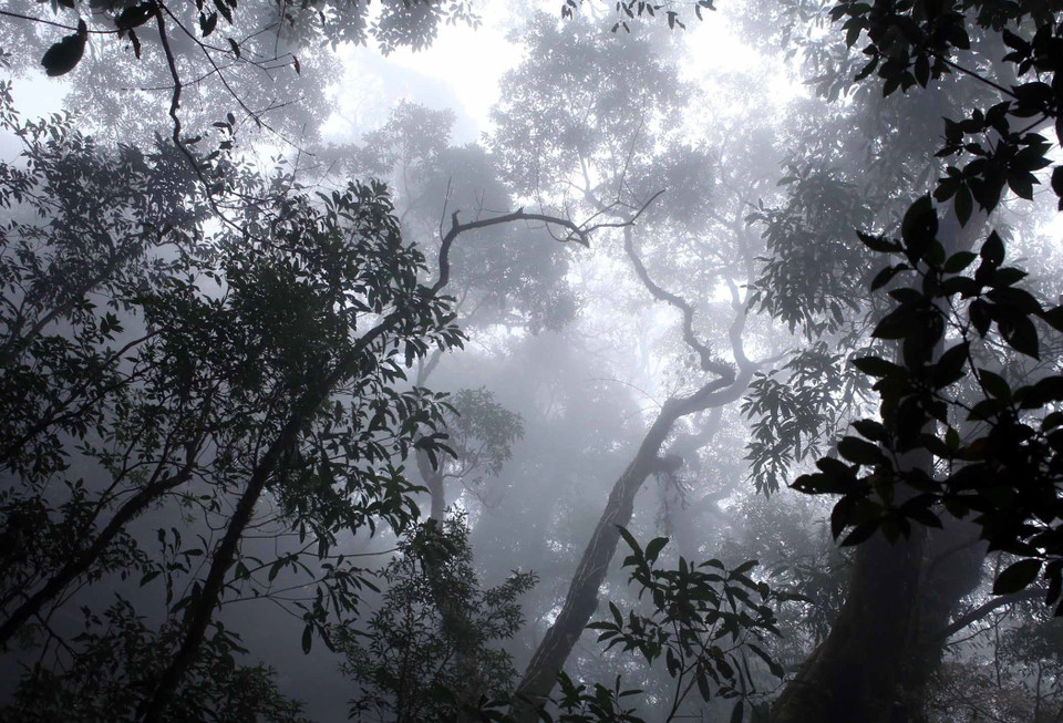 El bosque primitivo a una altitud de más de dos mil metros sobre el nivel del mar siempre está cubierto por nubes, lo que crea una escena misteriosa y fantasiosa (Fuente: VNA)