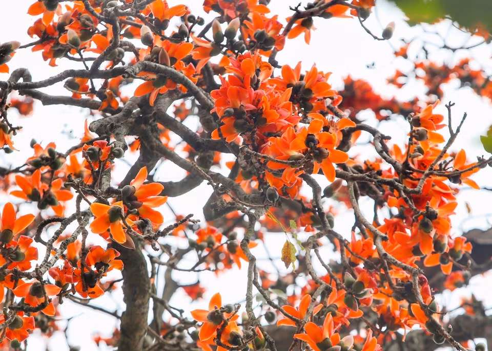 En invierno, estos árboles arrojan todas sus hojas para que las flores germinen como “chispas” en medio del aire (Foto: VNA)