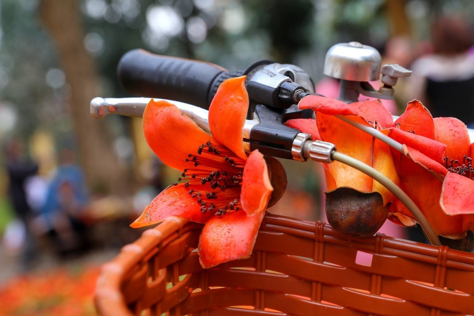 Estas flores tienen cinco pétalos. Cada pétalo es bastante grueso, y no crecen muy juntos, pese a florecer al mismo tiempo (Foto: VNA)
