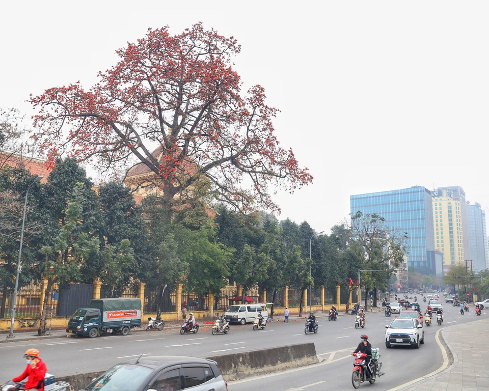 Un árbol de la ceiba común en una esquina de la calle Tran Quang Khai (Foto: VNA)