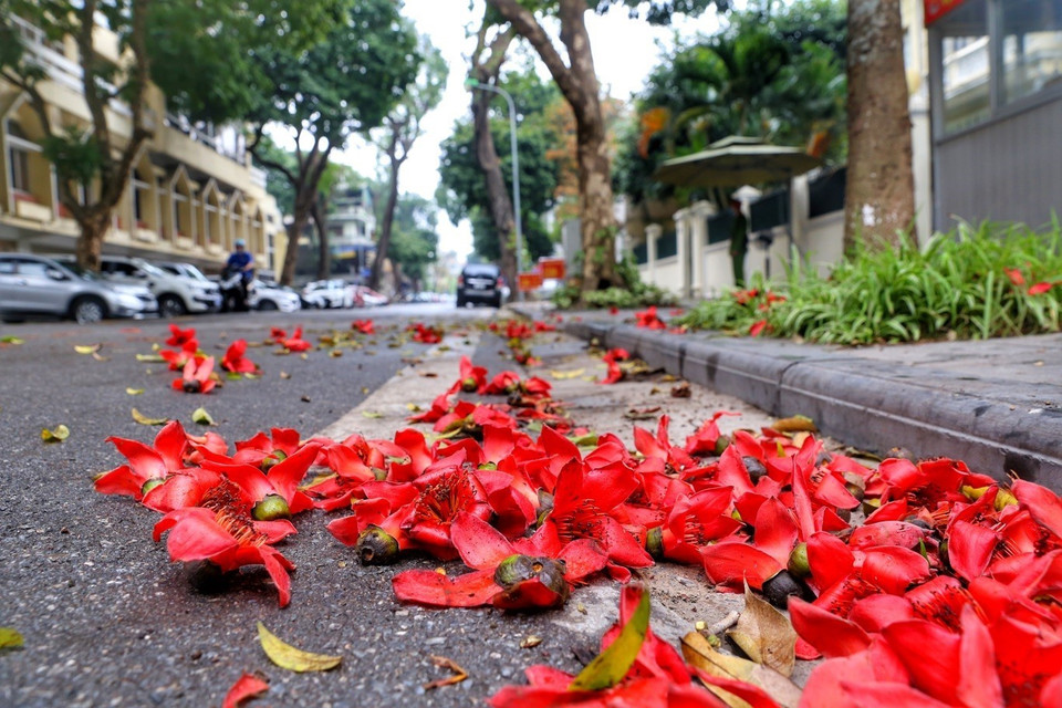 A pesar de su corto ciclo de vida de solo unos días, cuando caen, estas flores aún conservan intacto su color rojo brillante sin desvanecerse o marchitarse como otras flores (Foto: VNA)