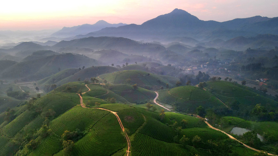 Las colinas de té Long Coc en cada período de tiempo brindan imágenes impresionantes. (Foto: VNA)