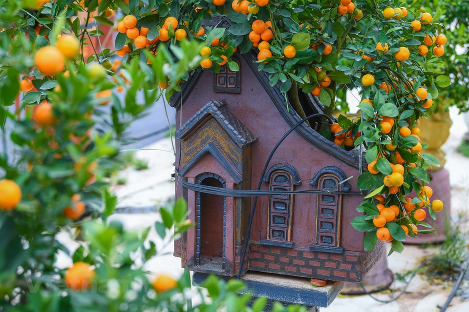 La belleza de esta flor simboliza también a las chicas del Norte: dulces, tímidas y graciosas. Con el paso del tiempo, no todos conocen completamente el significado de este árbol; pero, con motivo del Tet, decorar la casa con melocotoneros y ramas de durazno se ha convertido en una costumbre. De cualquier color, rozado o rubí, las flores del melocotonero siempre evocan el símbolo de la primavera de la tierra natal para los vietnamitas residentes en el extranjero. Por eso, es un producto indispensable durante el Tet (Año Nuevo Lunar), la fiesta tradicional más importante del pueblo indochino. La aldea de Nhat Tan tiene larga fama por el cultivo tradicional de melocotonero. En este lugar se producen además el kumquat, otras especies de flores y verduras (Fuente: Vietnam+)