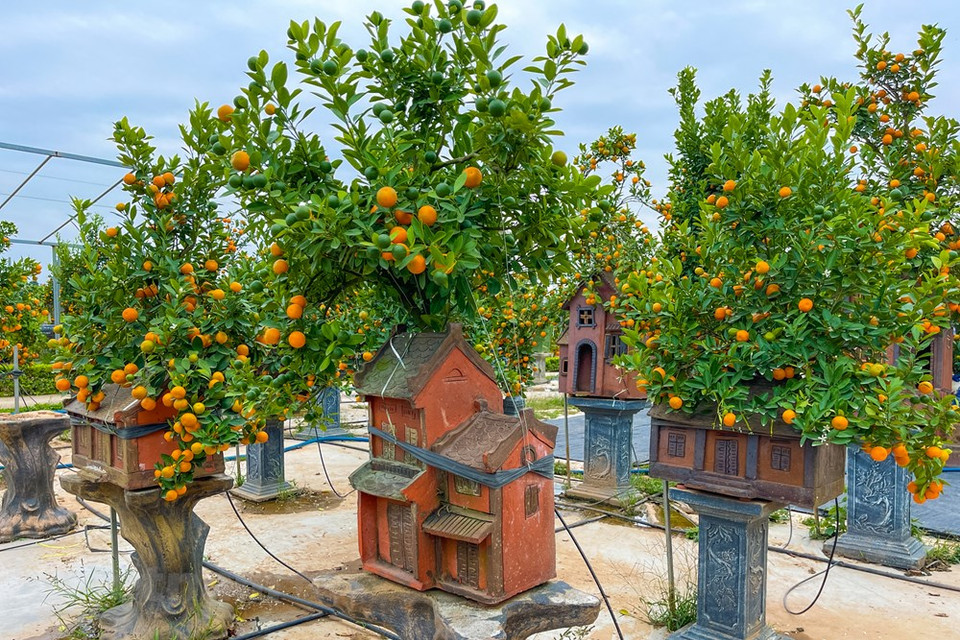 Este bonsái de kumquat combinado con un trozo de madera flotante cuesta hasta casi cuatro mil 400 dólares. La madera flotante, que se toma del núcleo de un árbol viejo después de que muere, a menudo se combina con orquídeas debido a que es menos susceptible a las termitas. La tradición familiar se basa en la gratitud filial de los hijos hacia sus abuelos y padres, la fidelidad entre los cónyuges y la solidaridad y afecto mutuo entre los hermanos. En la actualidad, la vida moderna conlleva muchos cambios en las familias vietnamitas, sin embargo, las tradiciones se mantienen. El Tet es la fiesta más importante de los vietnamitas, con costumbres tradicionales tales como visitar las tumbas de sus ancestros, elaborar Banh Chung (pastel de arroz glutinoso en forma cuadrada), limpiar el hogar y preparar la ofrenda en la Nochevieja (Fuente: Vietnam+)
