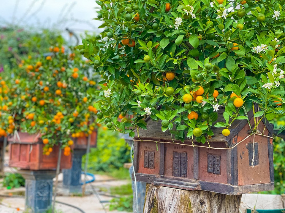 Otro jardinero en Tu Lien lanzó macetas con la figura de un tigre amarillo abrazando el tronco de kumquat con motivo del Tet. En el Año Nuevo se lleva a cabo la celebración de la longevidad para las personas de edad avanzada que, dependiendo de las costumbres locales, puede comenzar a partir de los 60 años. La ceremonia es una parte de la tradición vietnamita “Al tomar el agua, se recuerda el manantial”. La preservación de la reunión familiar en el Tet deviene una hermosa tradición del pueblo vietnamita en la vida moderna, que ayuda a todas las personas a amar más a su patria, familia y comunidad, y a vivir con mayor responsabilidad, en el pasado, el presente y el futuro (Fuente: Vietnam+)