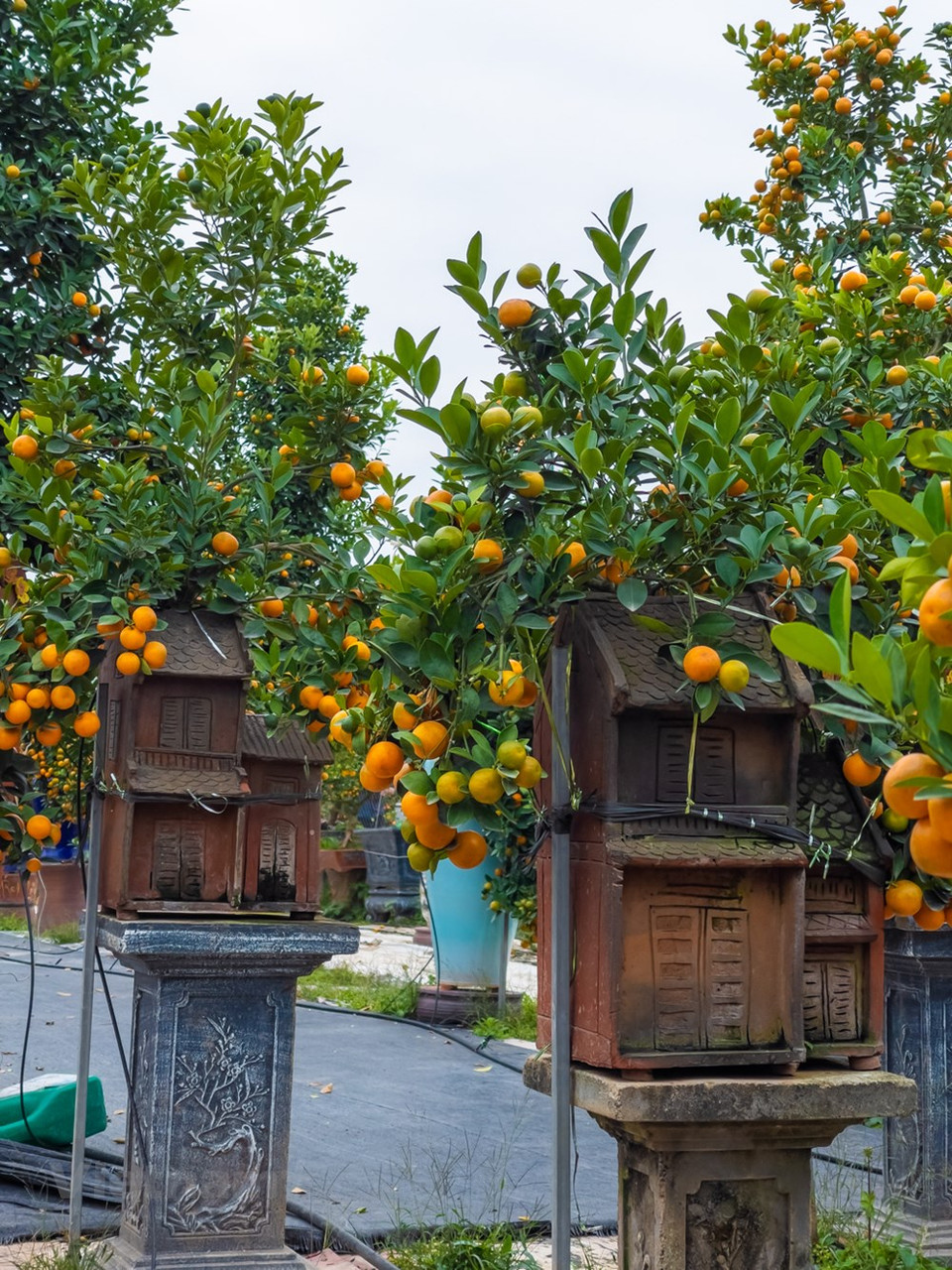 Para obtener un bonsái de kumquat, los propietarios dedican mucho esfuerzo e ideas desde el comienzo de la siembra. Se cree que en el Tet, si no hay kumquat o flores de melocotón, no hay ambiente del Año Nuevo Lunar. El Tet (Año Nuevo Lunar) es una gran festividad de la nación vietnamita y también una fiesta esperada para las reuniones familiares, cuando los abuelos, hijos y nietos se sientan a compartir momentos alegres alrededor de la bandeja de comida típica. Durante generaciones, el pueblo vietnamita ha otorgado gran importancia a esta tradición, al considerar a la familia como un hogar y una cuna para nutrir a las personas desde la niñez hasta la edad adulta (Fuente: Vietnam+)