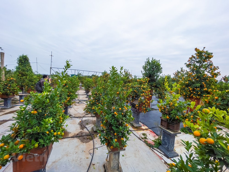 Ngo Thu Trang, propietaria de un jardín en Tu Lien, dijo que para crear un bonsái, tiene que prestar atención a muchas etapas, desde seleccionar el vivero hasta calcular el tiempo para que los kumquats puedan dar frutas justamente en ocasión del Año Nuevo Lunar. El proceso del cultivo de este bonsái no es fácil. Los artistas deben plantar el árbol desde pequeño y luego cuidar y diseñar durante dos años para generar una obra completa. Este año, hay muchos diseños extraños simulando imágenes de caballos, dragones u otros símbolos de la primavera. Como tradición vietnamita, exhibir bonsái en ocasión del Tet muestra el deseo de brindar el aire de la naturaleza a la familia (Fuente: Vietnam+)
