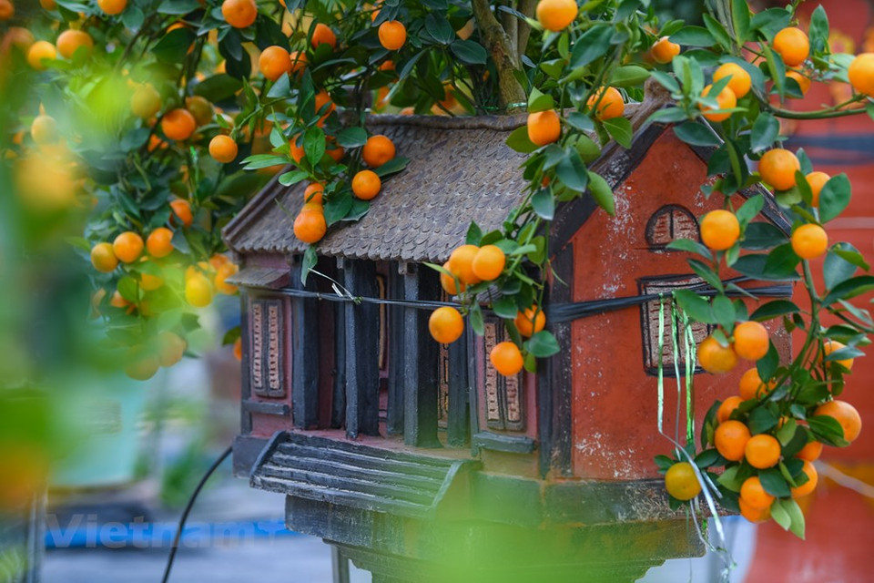 La flor de durazno (o melocotón) también es un elemento indispensable de cada familia durante el Tet (Año Nuevo Lunar), debido a su importancia en la vida espiritual de los vietnamitas. En primer lugar, los melocotones se consideran la quintaesencia de los Cinco Elementos, capaces de ahuyentar a todos los demonios y brindar a las personas una vida pacífica. No solo eso, las flores de durazno además simbolizan la fertilidad. Al decorar la casa con esta flor, todos desean tener un año feliz y próspero. La planta, igualmente, representa una nueva fuente de vitalidad que ayuda a todos los miembros en la familia a gozar de buena salud (Fuente: Vietnam+)