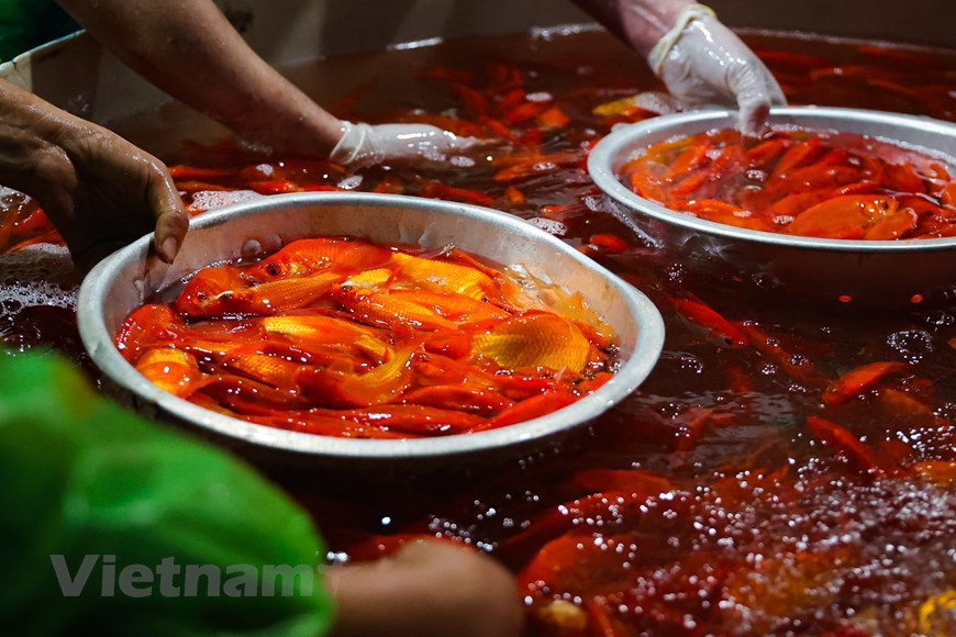 Los clientes pueden elegir carpas en los tanques (Foto: VNA)