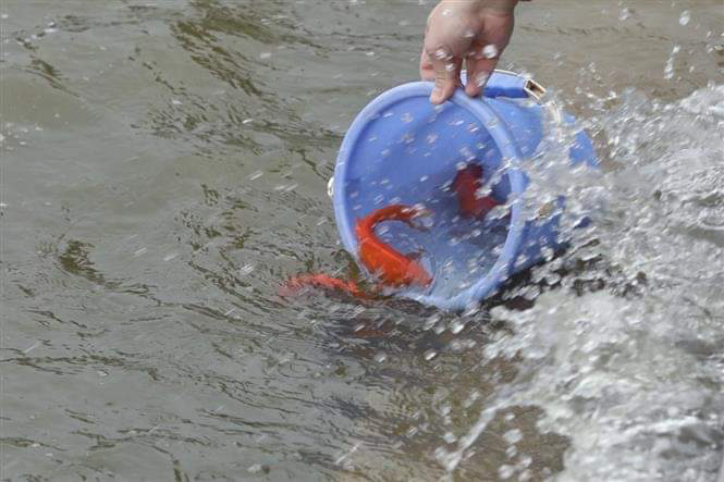 Varias personas ya tienen la conciencia sobre la protección del entorno y evitan verter nilon en los lagos o estanques al librar las carpas (Fuente: VNA) 