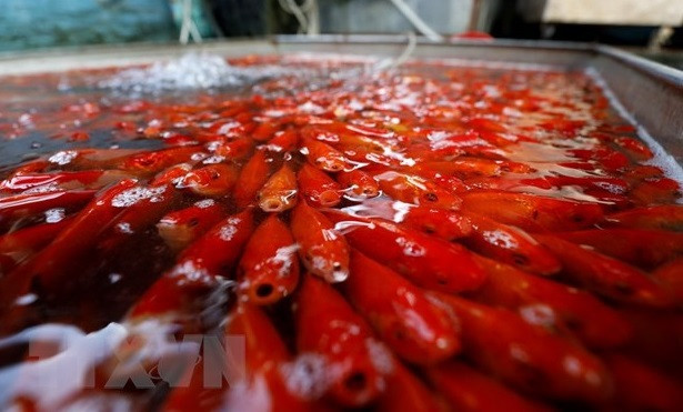 Las carpas seleccionadas para la compra generalmente tienen un color rojo brillante como la bandera nacional (Foto: VNA)