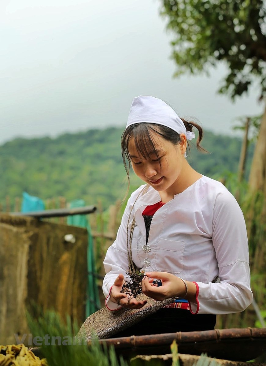 Los Muong también cultiva y produce té a mano. Según las estadísticas oficiales, el área de té de la provincia de Hoa Binh se mantiene en 800 hectáreas, con una producción de dos mil 755 toneladas. El té Shan Tuyet, una marca conocida, se cultiva en un área de 350 hectáreas en la comuna de Trung Thanh, Yen Hoa, distrito de Da Bac, y la comuna de Pa Co, distrito de Mai Chau. Cada año, se exporta de 50 a 60 toneladas de té a los mercados de China, Taiwán (China), Japón y la India. Todos los productos cumplen con las condiciones de seguridad alimentaria, sin residuos de pesticidas y sustancias prohibidas según lo prescrito. (Foto: Vietnam +) 