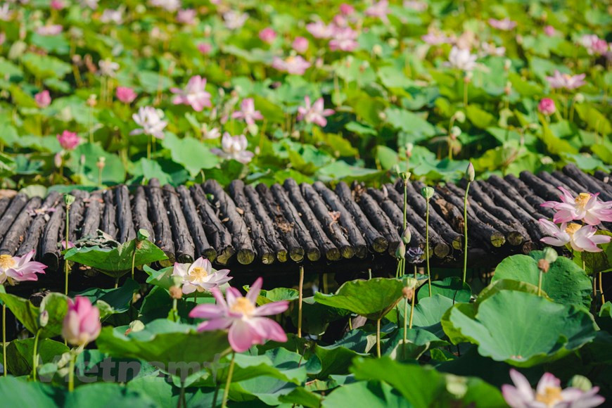 Las plantas de loto son gimnospermas que aparecen y crecen temprano en la tierra. El origen y la leyenda del nombre de la flor comenzaron en la India alrededor de 1979. Luego, se extendió a China y al continente euroasiático. En Vietnam, además de con fines decorativos, el loto se cultiva y utiliza de manera integral como tomar tubérculos, brotes, semillas y flores. Las provincias que cultivan muchas flores de loto en Vietnam son Dong Thap, Vinh Long y Tra Vinh. El loto se considera un símbolo del budismo. Podemos ver muchas imágenes de flores de loto que aparecen en la arquitectura, pinturas, escrituras y mantras budistas. La imagen más visible es la de Buda de pie o meditando sobre un loto. (Foto: Vietnam+)