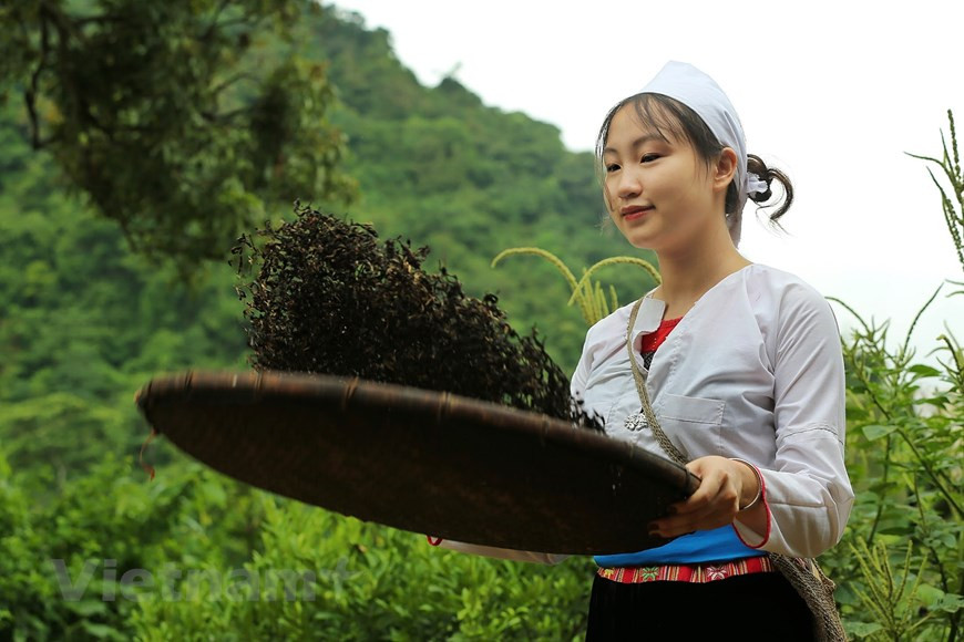 La vestimenta tradicional diaria de las niñas Muong es un pon (camisa corta), una blusa corta con una abertura en el pecho, mangas largas, de color marrón o blanca con una camisola en el interior. Se suele llevar un pañuelo blanco y azul con un estilo que no es tan sofisticado como el estilo de otras minorías étnicas. La falda es una negra cerrada. La característica distintiva de los trajes de Muong es los patrones emergentes entre el vestido y la pretina y la cintura. Los Muong representan el 63,3 por ciento de la población de la provincia norteña de Hoa Binh. (Foto: Vietnam +)