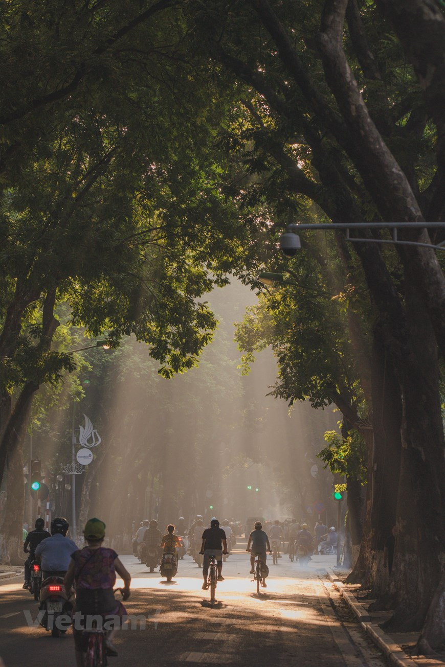 Durante la guerra de resistencia contra el imperialismo estadounidense hace varias décadas, los árboles a lo largo de las calles de Thanh Nien tuvieron que ser talados porque obstruían los cañones antiaéreos. Aunque cortar los árboles era una tarea urgente, la imagen de los árboles cayendo dejó una profunda tristeza en los hanoyenses. Además, La Torre de Bandera (Cot Co), ubicada en la calle Dien Bien Phu, se caracteriza por los antiguos Banianos. La calle Hoang Dieu está bordeada por árboles de caoba africana, el lugar ideal para vivir de las cigarras, que cantan ruidosamente en concierto tan pronto como llega el verano. (Foto: Vietnam+) 