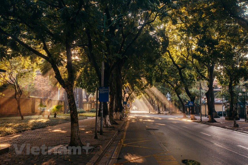 Phan Dinh Phung se considera "la calle más romántica" de Hanoi. A lo largo de la calle hay tres hileras de árboles y villas construidas durante la época colonial francesa. También alberga la Ciudadela Imperial de Thang Long, reconocida como patrimonio de la humanidad por la UNESCO en 2010. Puede pasear por calles como Phan Dinh Phung y Hoang Dieu en el distrito de Ba Dinh, que son famosas por sus hileras de árboles gigantes y mucho menos tráfico. En muchas calles de Hanoi se han plantado muchos tipos nuevos de árboles, como co dau (palma aceitera) y phong la do (arce rojo). (Foto: Vietnam+) 