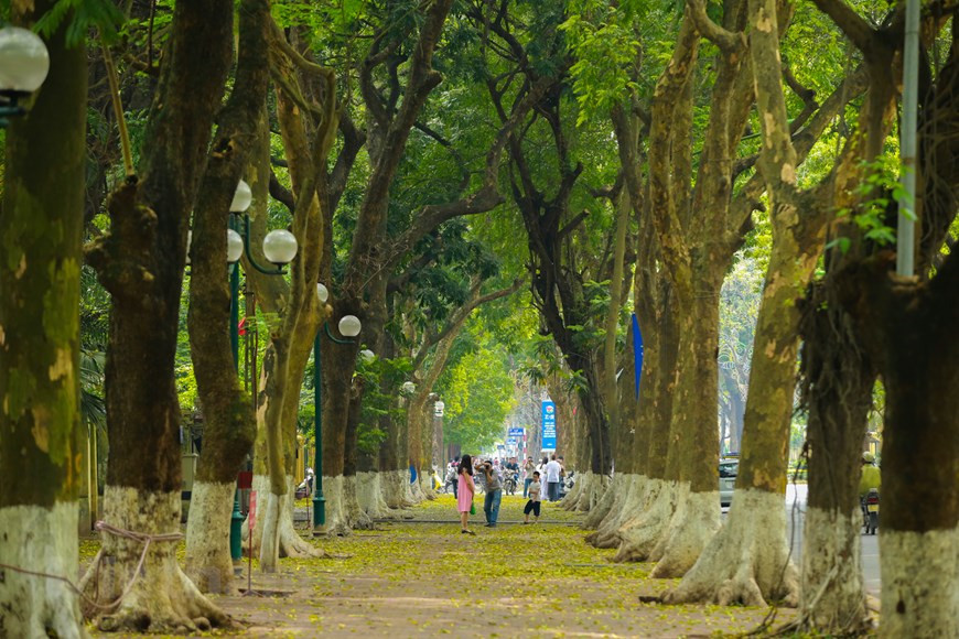 Ambas plantas fueron plantadas a lo largo de varias calles han atraído a numerosos extranjeros al distrito de Hoan Kiem, la zona diplomática del distrito de Ba Dinh y el barrio antiguo alrededor del lago Hoan Kiem. Las hojas cambiantes señalan el comienzo del verano. Con aceras largas y tres filas de árboles antiguos de dracontomelon duperreanum, Phan Dinh Phung es conocida como una de las calles más hermosas de la ciudad capital. Durante los días de mayo, se ha vuelto más poético cuando cientos de árboles pierden sus hojas. La alfombra de hojas que han caído de los árboles “Sau” (dracontomelon duperreanum) y “Xa cu” (Khaya senegalensis). (Foto: Vietnam+)
