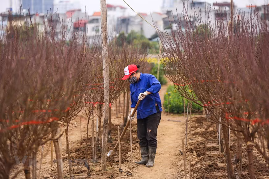 Una floricultura cuida a los melocotoneros. Este oficio requiere de los floricultores esfuerzos, paciencia y meticulosidad, ya que es difícil garantizar que los árboles florezcan justo en vísperas del Tet. La planta requiere un clima cálido para que los brotes puedan crecer y romperse. Los árboles pueden prosperar a temperaturas entre -26 y -30 grados Celsius, sin embargo, las yemas se vuelven menos tolerantes al frío durante el final del invierno. El suelo es importante para cuidar de un árbol duraznero, más aún si el durazno no tiene una buena tierra y lo has plantado desde cero, difícilmente crecerá o dará frutos. Es necesario que el suelo tenga un buen nivel de PH. (Fuente: Minh Son/Vietnam+)