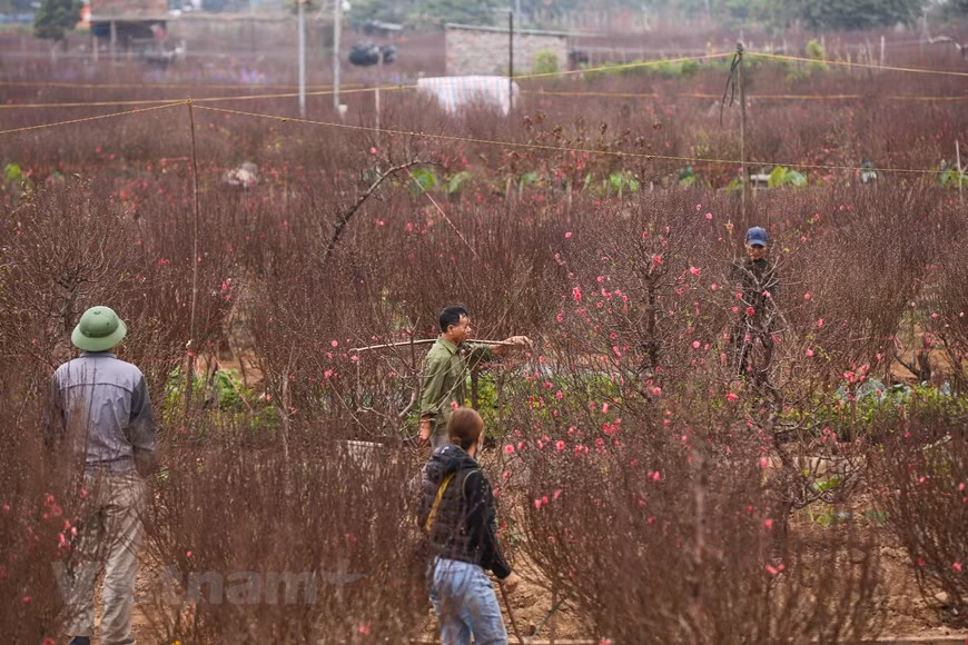 La aldea de Phu Thuong ha ganado fama por sus melocotoneros con flores grandes con colores vibrantes. Los melocotoneros de Phu Thuong siempre están entre los favoritos de la clientela. Como los melocotoneros florecen todos los años (sin alternancia), solo se aseguran que las frecuentes heladas tardías, propias del clima de la huerta, no aparezcan en el periodo de floración o en el de fructificación. Dos o más flores nacen de los retoños en cada lado de la rama de durazno, dándoles un aspecto más llamativo que los árboles de ciruelo, pese a que estos árboles pertenecen a la familia de plantas Rosaceae. (Fuente: Minh Son/Vietnam+)