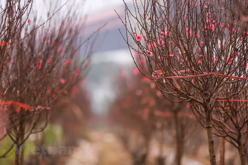 Las flores de melocotón (o durazno, nombre científico: prunus persica) han embellecido las huertas de la aldea de Phu Thuong, de las comunas de Nhat Tan y Quang Ba. Los jardineros suelen buscar maneras de hacer que los árboles de melocotón florezcan temprano, puesto que los ciudadanos de Hanoi tienen la costumbre de comprar ramas de durazno en los fines del año como ofrenda a sus antepasados. Las flores de melocotón poseen varios pétalos de dos colores, rojo pálido y blanco, con un degradado de tonos rosáceos por medio. Representan la indulgencia, la elegancia más pura, el refinamiento, la generosidad y el buen temperamento. (Fuente: Minh Son/Vietnam+)