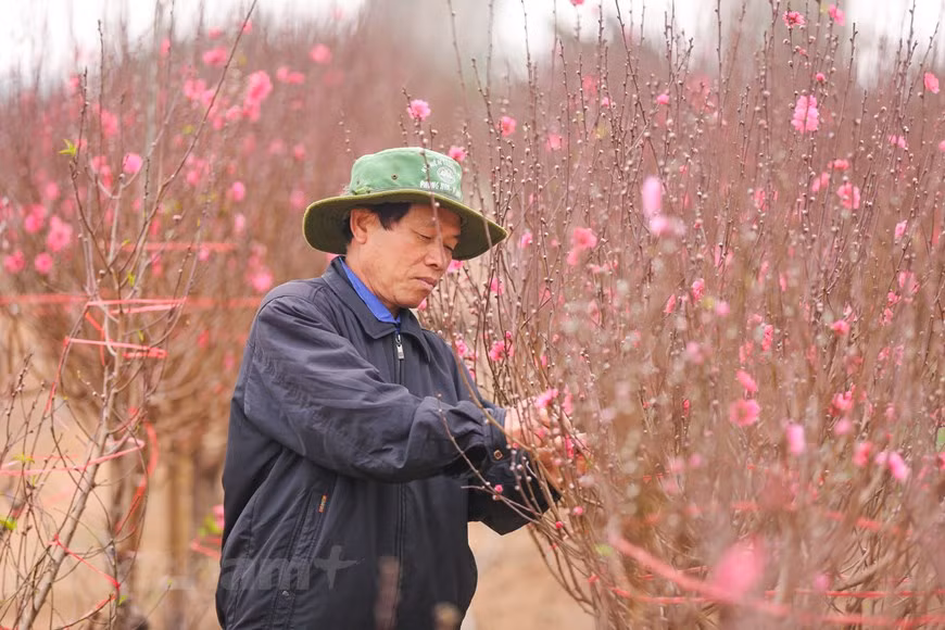 Según los propietarios de los jardines en Phu Thuong, Nhat Tan y Quang Ba, las condiciones climáticas caprichosas también aumentan los precios de muchos tipos de flores de melocotón debido a la escasez de suministros. Cada árbol es atendido con cariño y meticulosidad para que produzcan melocotones grandes, dulces y sin manchas. Por supuesto, los melocotones aquí cuestan un poco más que en otras áreas de cultivo en el país. Los melocotones que no cumplan con los rigurosos estándares de la granja se venden con un descuento o se convertirán en productos que no requieran la perfección en su apariencia. (Fuente: Minh Son/Vietnam+)