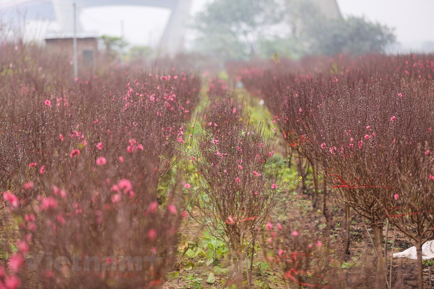 Los melocotoneros tienden a tener flores más largas que crecen a lo largo de las ramas principales de los árboles y estallan en colores rojos y rosas brillantes, así como en tonos pasteles de blanco y rojo. Algunas variedades cuelgan hacia abajo creando túneles de flores. Además, las flores de durazno contiene cumarina, kaempferol, glucósidos de soja y vitaminas A, B y C entre otros nutrientes, que refuerzan la piel y aportan vitalidad a las células faciales. Su efecto en los medicamentos permite una epidermis hidratada, luminosa, suave y elástica, por lo que se conoce la como la “flor de la belleza”. (Fuente: Minh Son/Vietnam+)