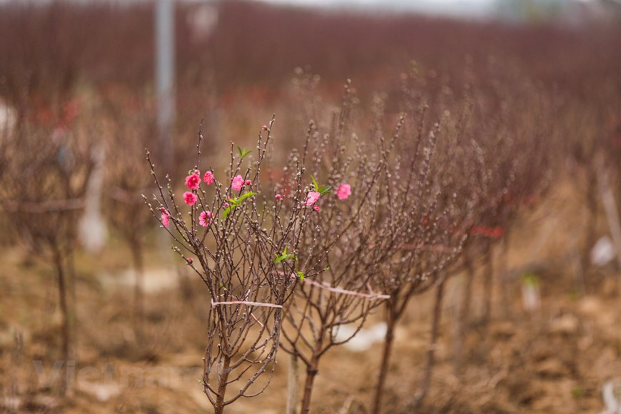 Las pequeñas ramas cuestan entre 100 y 150 mil dongs (equivalente a 4,3-6,5 dólares), las medianas son entre 200 y 300 mil dongs (equivalente a 6,4-13 dólares). El calor hace que las flores de melocotón de la aldea de Phu Thuong florezca temprano, los cultivadores tienen que conservar los brotes para vender las flores en el Tet. En el Libro de las odas, perteneciente a los Cinco Clásicos que enseñaba Confucio y formado por 305 poemas, se dice: “La flor del durazno florece como el fuego, las chicas se casan con luminosidad y armonía”. La flor del melocotón, en realidad, no acapara para sí toda la belleza entre cientos de flores, sino que comparte generosamente su belleza con otras. (Fuente: MInh Son/Vietnam+)