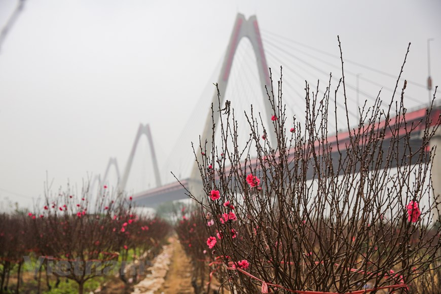 Con motivo del Año Nuevo Lunar (o el Tet), desde finales del mes de noviembre hasta principios de diciembre, las flores de melocotón han brotado debido al prolongado clima cálido. Para los vietnamitas, esta planta simboliza el renacimiento, la suerte, la felicidad y la prosperidad. Por eso, unos 10 o 15 días antes de la Nochevieja, todo el mundo trata de conseguir para su familia, aunque es solo un pequeño kumquat o un ramo de durazno, para adornar la casa junto con otros tipos de flores y plantas ornamentales, con el fin de despedir el año saliente y dar la bienvenida a la nueva etapa. (Fuente: Minh Son/Vietnam+)