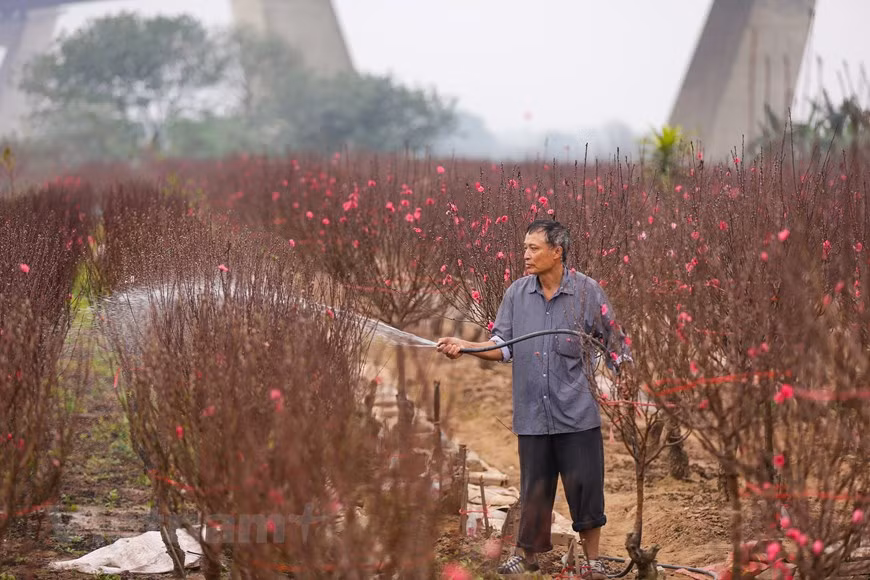 Muchas familias tienen que bombear agua dos veces al día para mantener la humedad del jardín. Si tienen suficiente agua, las flores mantendrán la frescura por más tiempo. La flor del melocotón florece en primavera, sonríe encantadora al mundo y nos ayuda a recordar lo maravilloso de la vida. Los melocotoneros florecen en madera de un año, en ramos mixtos o en chifonas y las flores aparecen solitarias o en parejas, cerca del tallo. Los sépalos son de color púrpura y los pétalos son de color rosado fuerte. Son árboles autocompatibles y autofértiles, por lo tanto no necesitan de otros árboles para fructificar. (Fuente: Minh Son/Vietnam+)