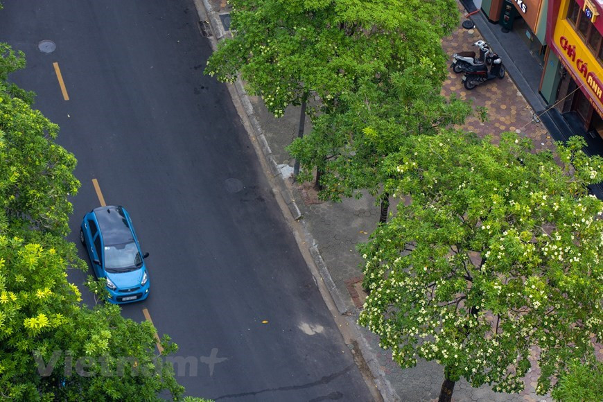Alstonia scholaris es una flor típica de la capital vietnamita cada otoño (Fuente: VNA)