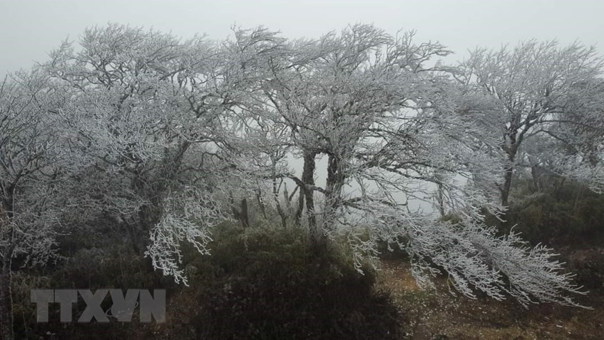 Las hojas y ramas de los árboles en la cima de la montaña Phia Oac están cubiertas de nieve y hielo, pareciendo ramas de ciruelos blancos. (Fuente: VNA)
