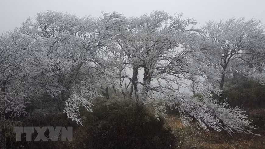 Las hojas y ramas de los árboles en la cima de la montaña Phia Oac están cubiertas de nieve y hielo, pareciendo ramas de ciruelos blancos. (Fuente: VNA)