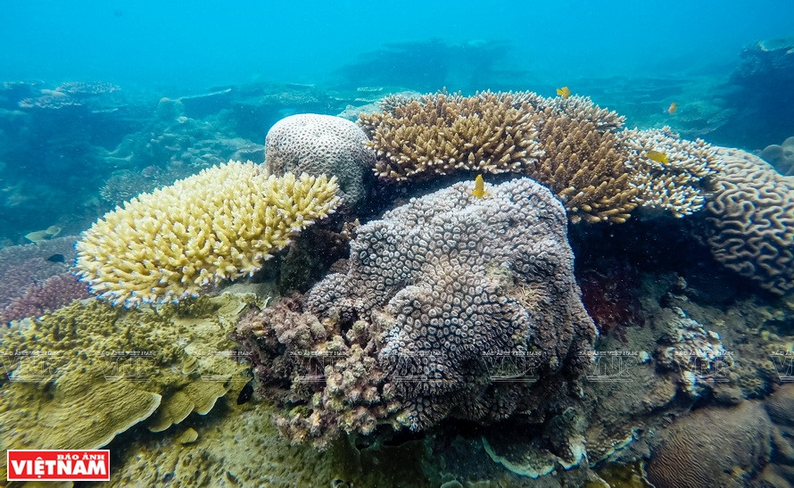 La isla de Con Dao es conocida por sus arrecifes y ecosistema más hermosos de Vietnam. Foto: VNP