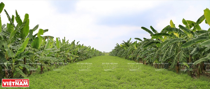 Áreas de materias primas con 100 hectáreas de cultivo de plátano en la comuna de Khai Thai, distrito de Phu Xuyen, Hanoi.