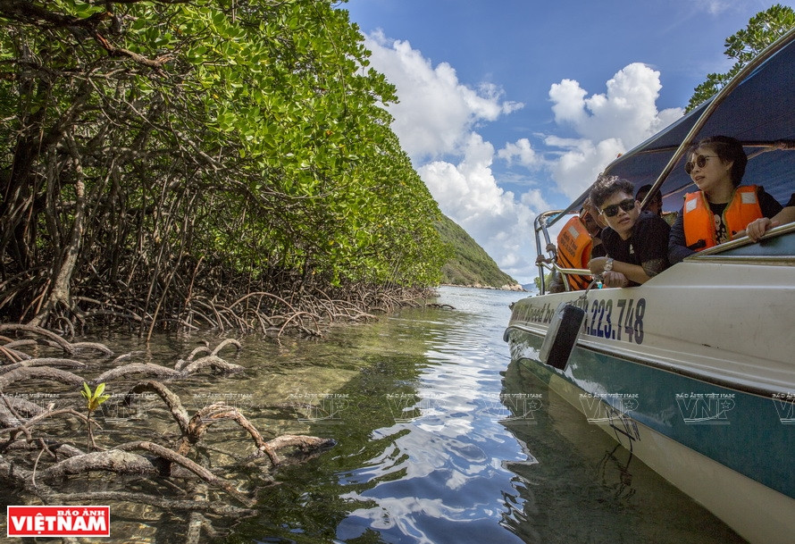 Los turistas exploran el sistema de manglares. Foto: VNP