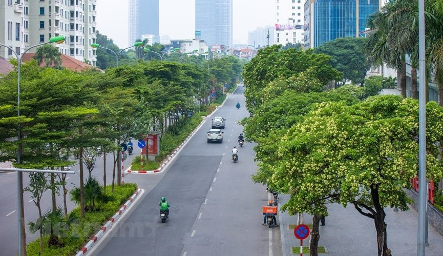 Al enumerar 100 razones para amar Hanoi, nadie puede ignorar una “especialidad” indispensable: las flores de Alstonia scholaris (Fuente: VNA)