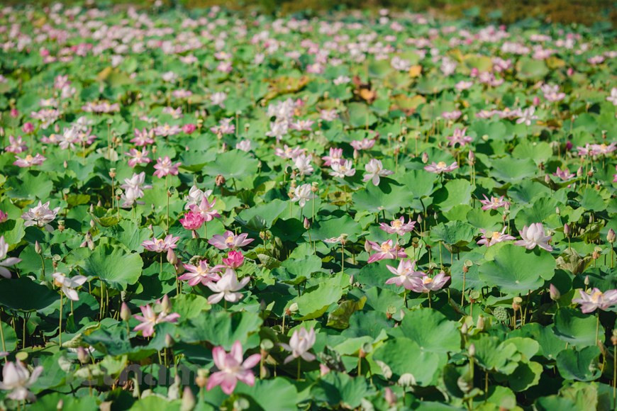 El estanque tiene todo tipo de lotos con colores blanco y rosa. Este destino es un lugar ideal para tomar fotos para los visitantes porque el loto aquí florece al mismo tiempo, creando un hermoso paisaje. Destacan en el fondo de las hojas verdes las flores blanco y rosa esparcidas por un área. La variedad de lotos que se cultiva en la cueva de Mua, en la provincia norteña vietnamita de Ninh Binh, es un tipo japonés que florece de manera brillante y dura mucho tiempo. El verano no es la temporada alta de turismo en Ninh Binh, pero ha agregado nuevos lugares para atraer turistas como cueva de Mua. (Foto: Vietnam +) 